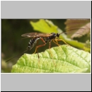 Coleocentrus excitator - Schlupfwespe 01 23mm-fdet03.jpg